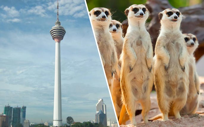 KL Tower and meerkats at KL Tower Mini Zoo in Kuala Lumpur.