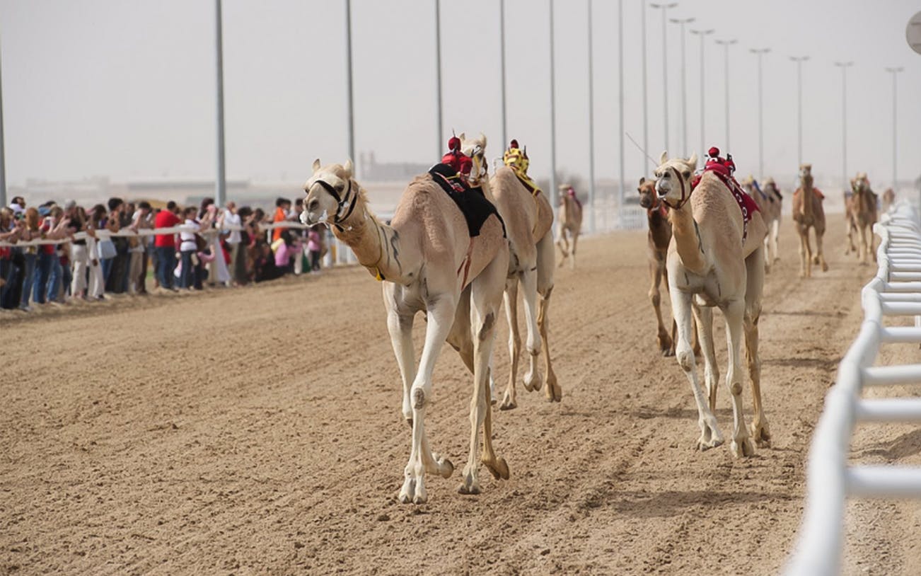 Camel race in Doha with spectators watching from the sidelines.