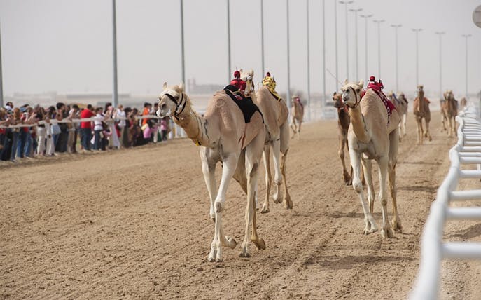 Camel race in Doha with spectators watching from the sidelines.