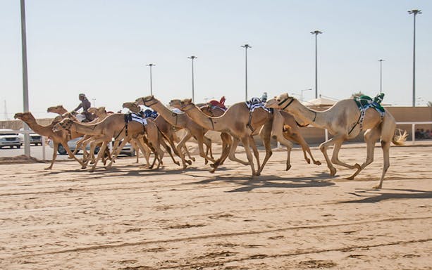 Camel race in Doha during the Doha Delights City Tour.