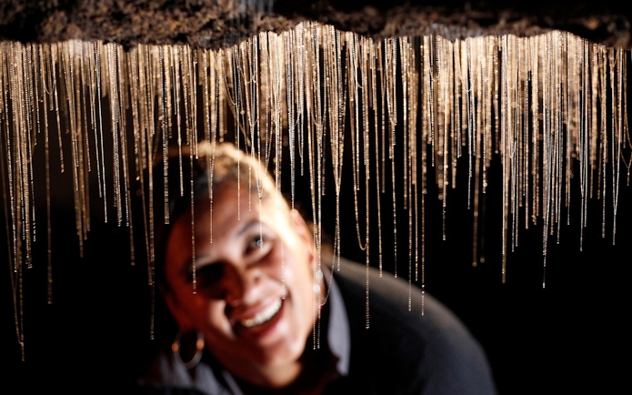 Glowworms hanging in Waitomo Caves during a guided tour.