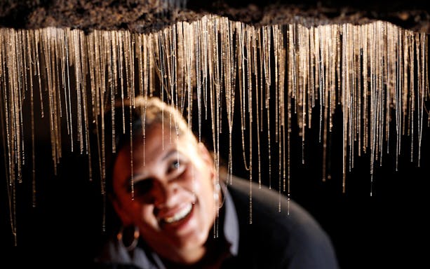 Glowworms hanging in Waitomo Caves during a guided tour.