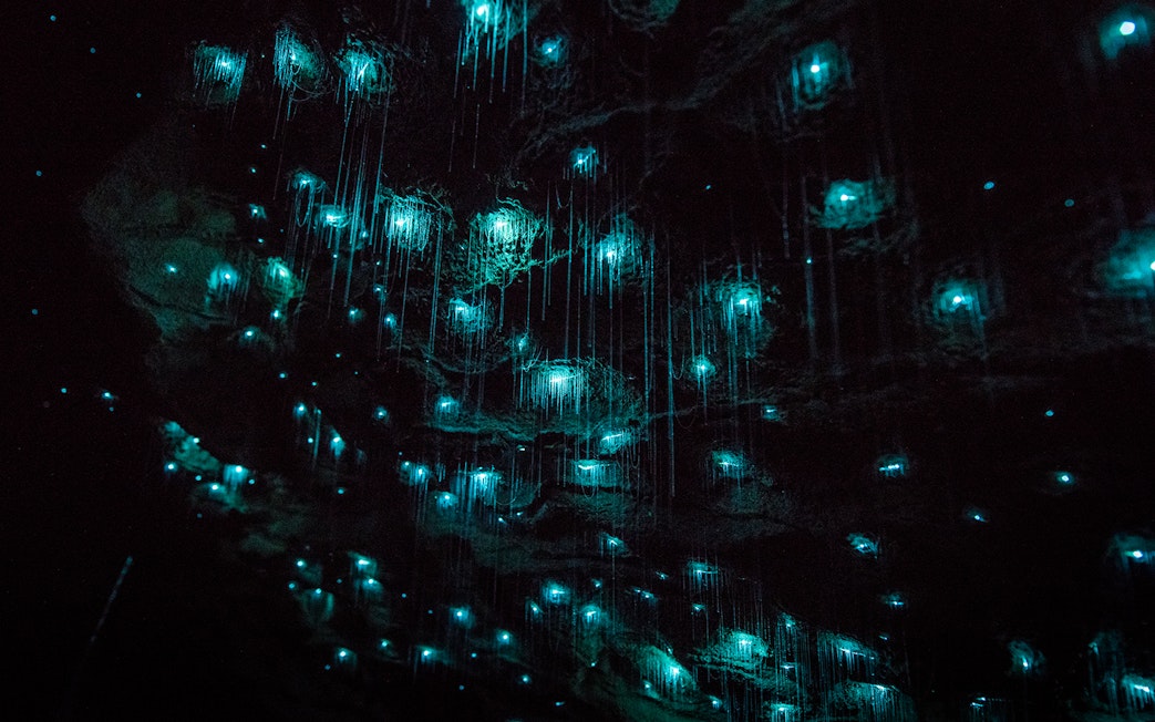 Glowworms illuminating the Waitomo Caves ceiling during a small group tour.
