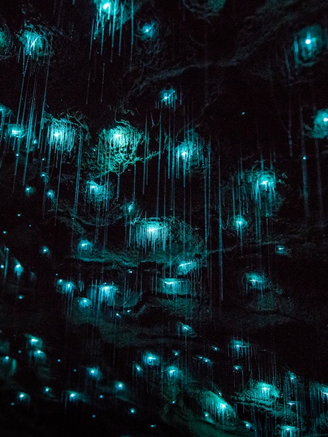 Glowworms illuminating the Waitomo Caves ceiling during a small group tour.