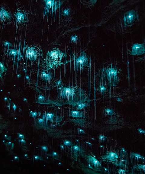 Glowworms illuminating the Waitomo Caves ceiling during a small group tour.