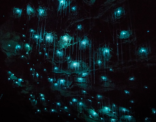 Glowworms illuminating the Waitomo Caves ceiling during a small group tour.