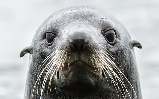 Seal close-up at Cape Palliser, part of the Full Day Wine, Seals and Lighthouse Tour from Wellington.