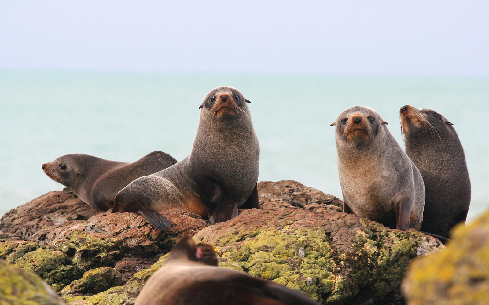 Seals resting on rocks by the sea at Cape Palliser, New Zealand.