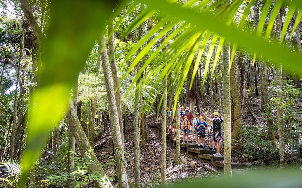 waiheke island zipline and forest walk-15 waiheke island zipline and forest walk-15