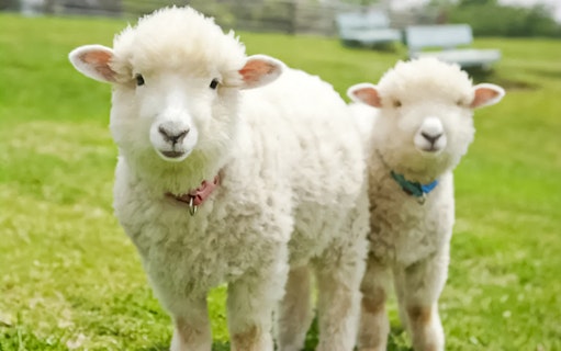 Two sheep standing on grass at Mother Farm, Japan.
