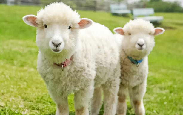 Two sheep standing on grass at Mother Farm, Japan.