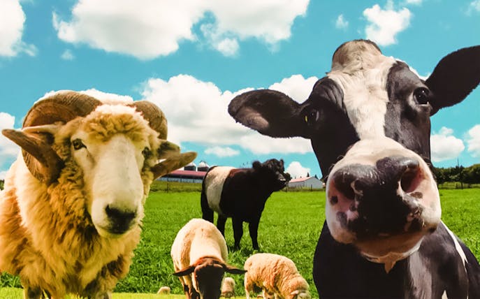 Sheep and cow grazing at Mother Farm, Japan, with farm buildings in the background.