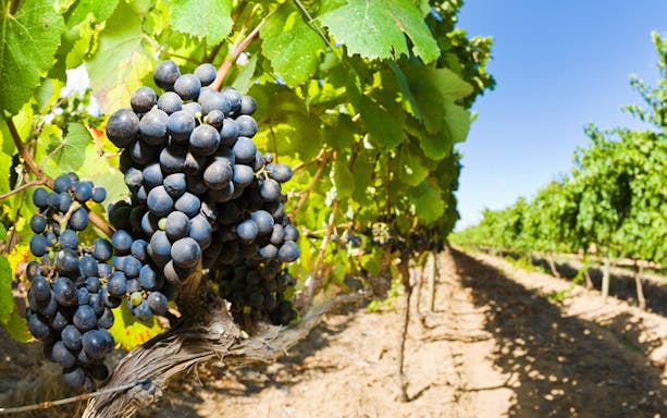 Vineyard with ripe grapes in Martinborough, New Zealand, part of a wine tour from Wellington.