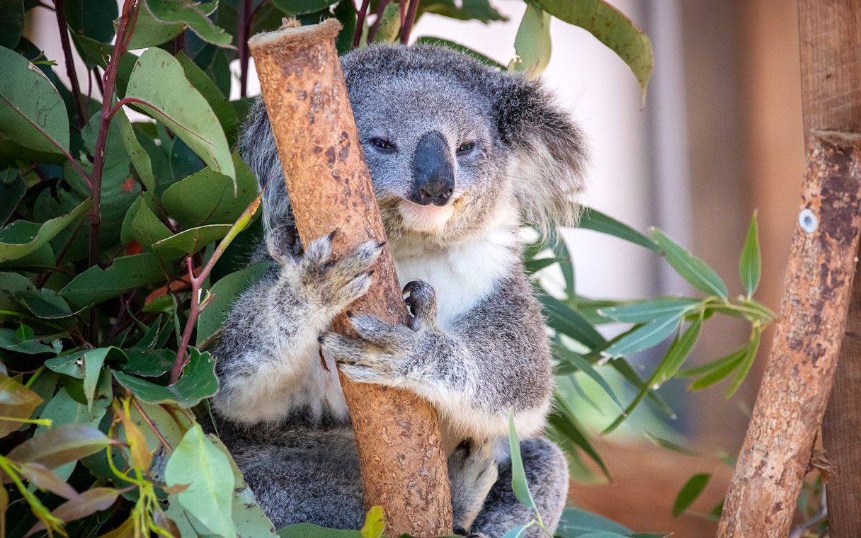 Koala clinging to a tree branch at Port Stephens Koala Sanctuary.