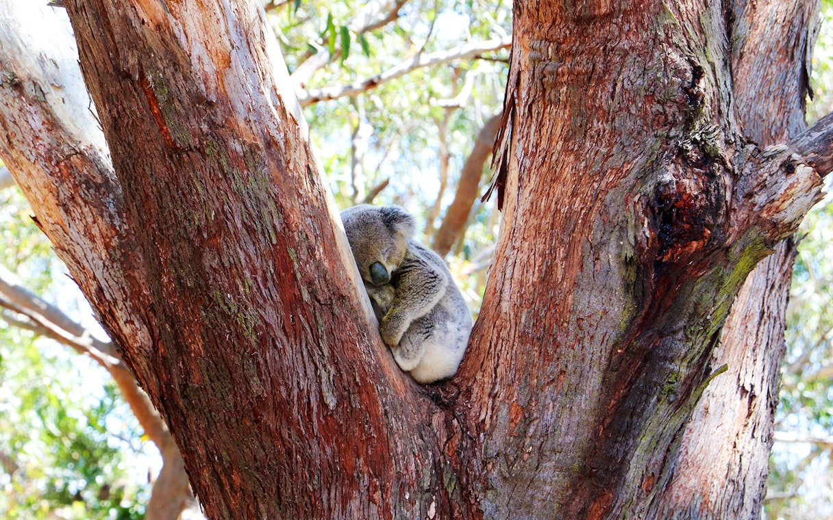 Koala resting in a tree at Port Stephens Koala Sanctuary.