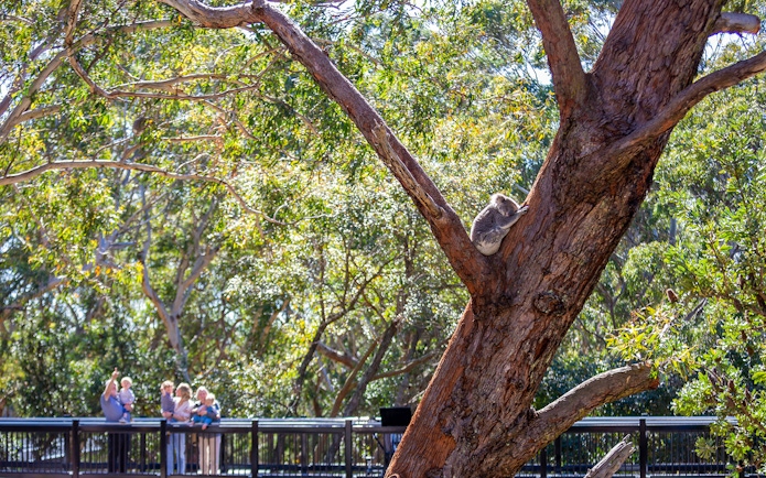 Koala resting in a tree at Port Stephens Koala Sanctuary with visitors in the background.