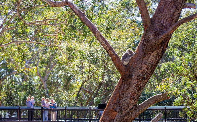 Koala resting in a tree at Port Stephens Koala Sanctuary with visitors in the background.