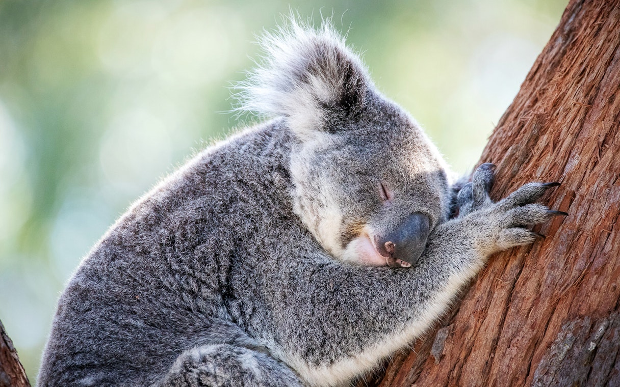 Sleeping koala hugging a tree at Port Stephens Koala Sanctuary.