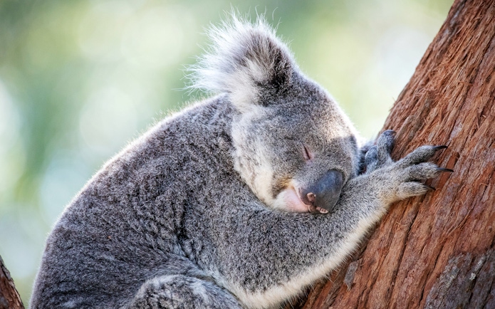 Sleeping koala hugging a tree at Port Stephens Koala Sanctuary.