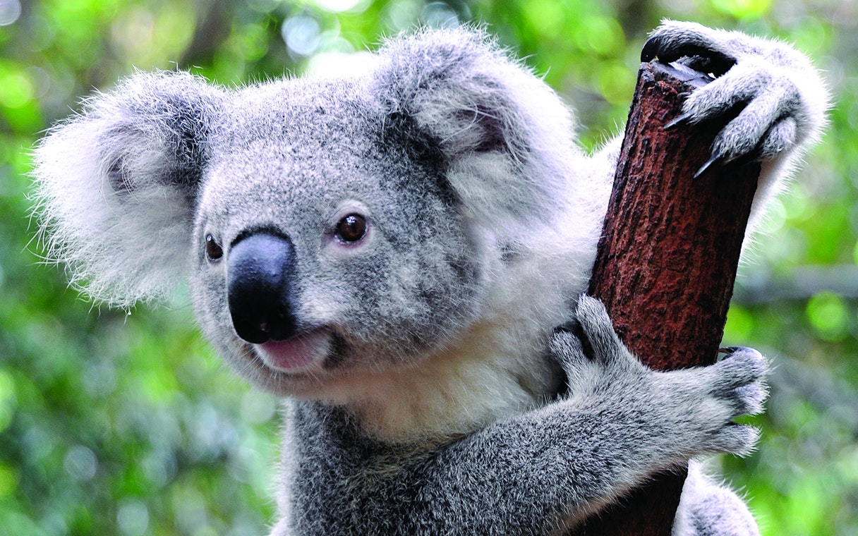 Koala clinging to a tree at Port Stephens Koala Sanctuary.