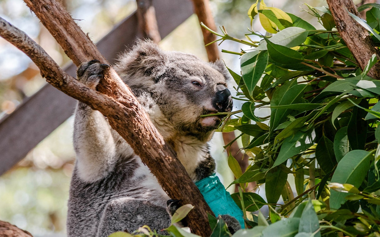 Koala eating leaves at Port Stephens Koala Sanctuary.