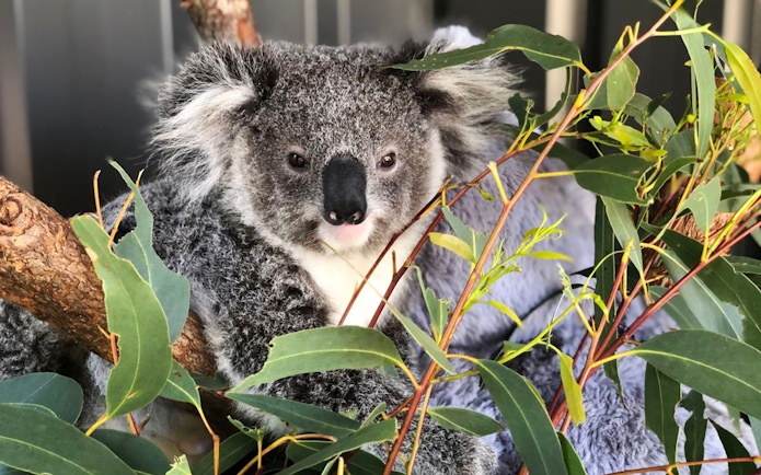 Koala resting among eucalyptus leaves at Port Stephens Koala Sanctuary.