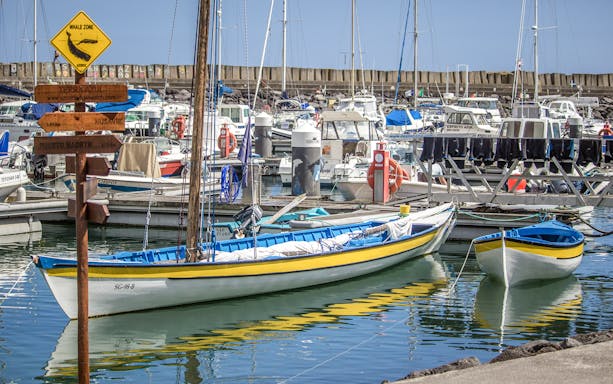 Traditional whaling boats docked in Azores harbor, sign indicating whale watching zone.
