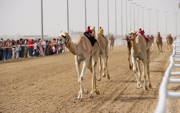 Camel race with spectators at Zekreet Beach, Qatar.