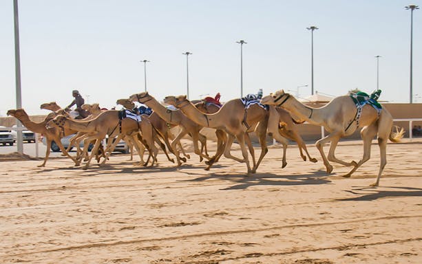 Camels racing on a sandy track during a day tour of Zekreet Beach and Richard Serra sculptures.
