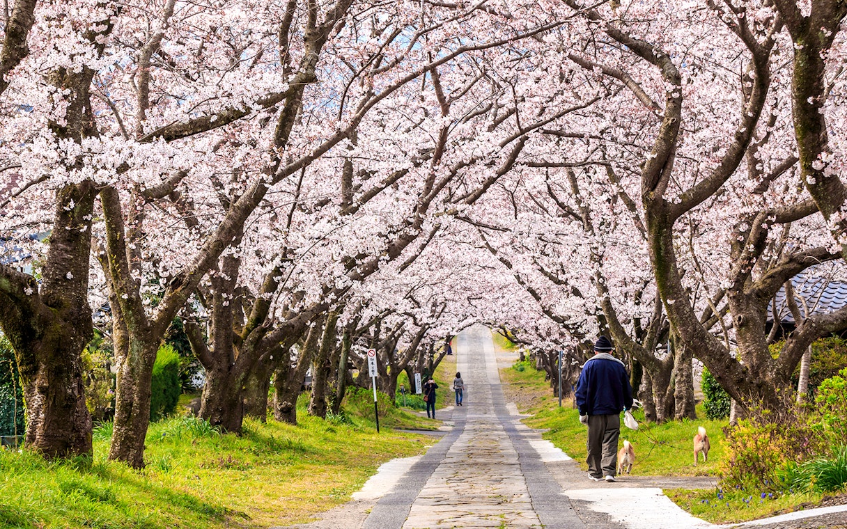 Cherry blossom trees lining a path in Tohoku, Japan, with people walking and enjoying the view.