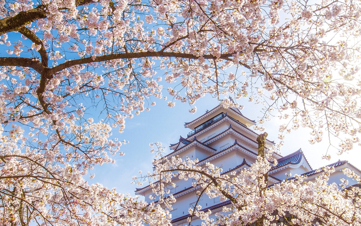 Cherry blossoms framing Tsuruga Castle in Aizuwakamatsu, Tohoku, Japan.