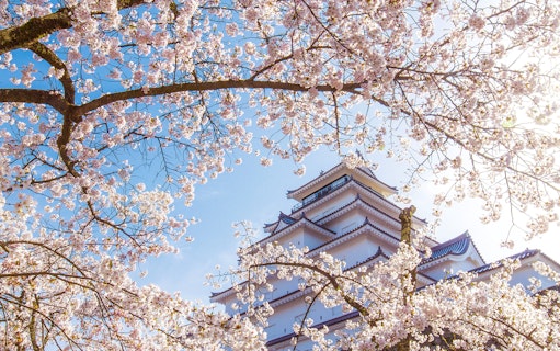 Cherry blossoms framing Tsuruga Castle in Aizuwakamatsu, Tohoku, Japan.
