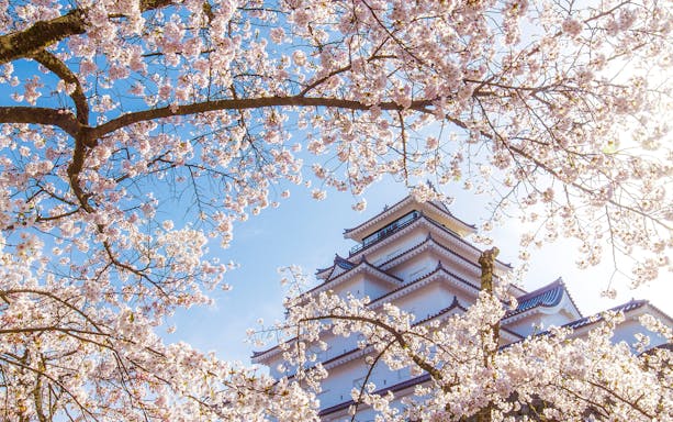 Cherry blossoms framing Tsuruga Castle in Aizuwakamatsu, Tohoku, Japan.