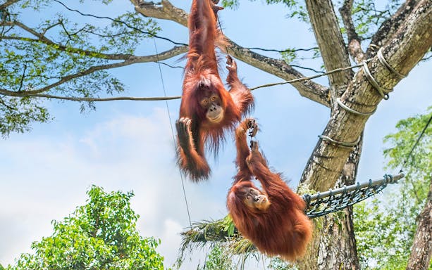 Orangutans hanging from trees in a lush forest setting, part of Breakfast in the Wild tour.