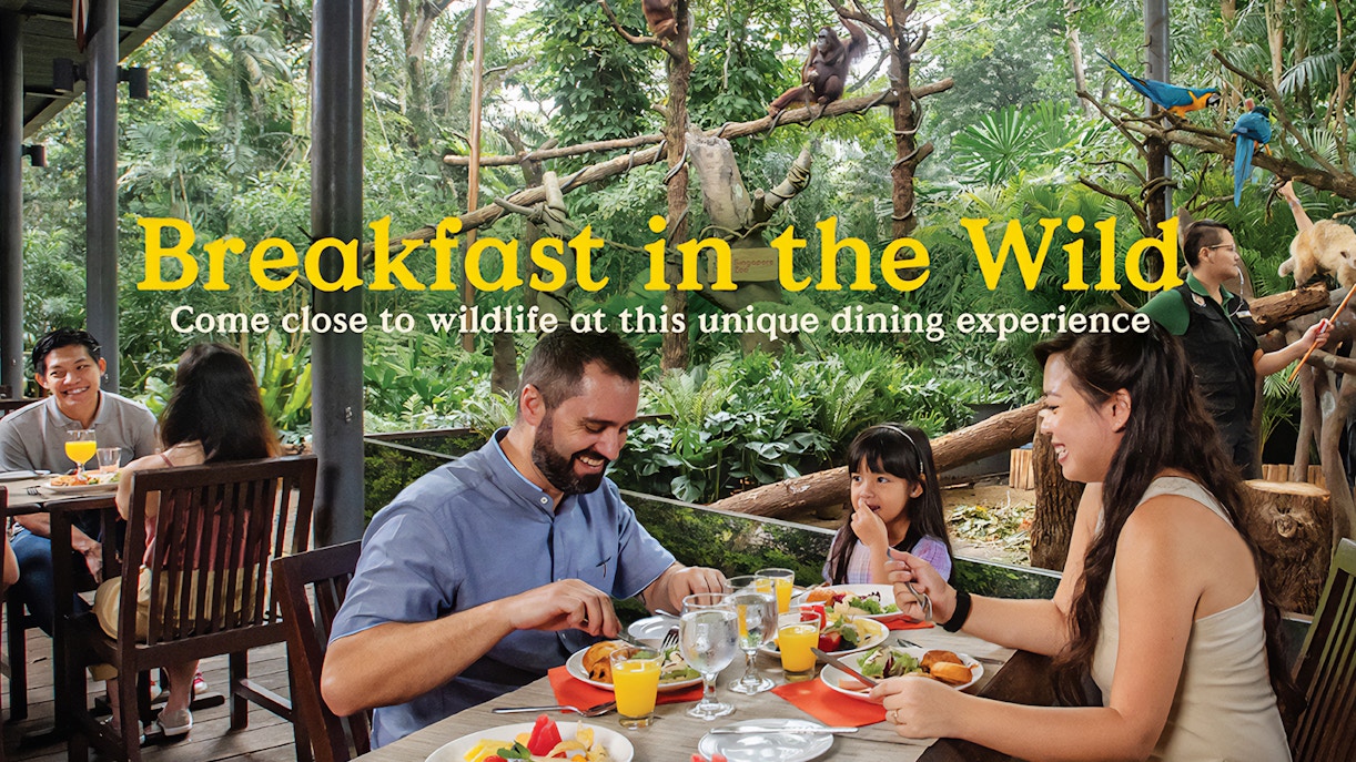 Dining with wildlife in lush forest setting, featuring orangutans and colorful birds.