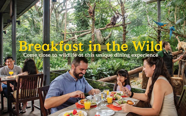 Dining with wildlife in lush forest setting, featuring orangutans and colorful birds.