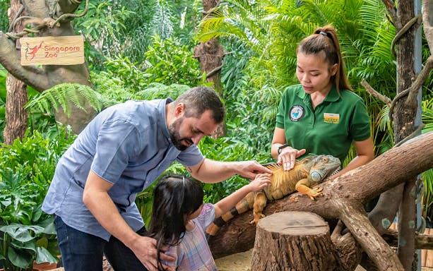 Visitors interacting with an iguana at Singapore Zoo during Breakfast in the Wild experience.