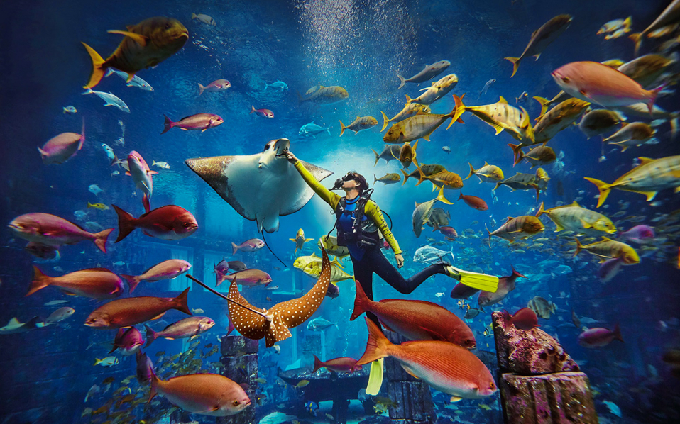 Diver feeding rays and fish at Aquaventure water park aquarium.