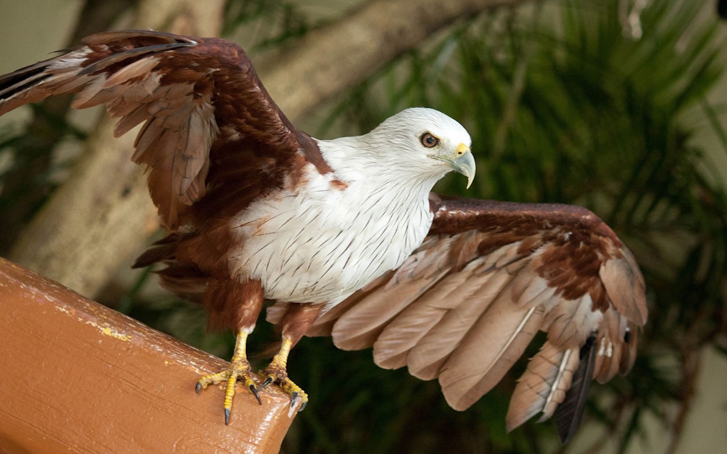 Brahminy kite perched with wings spread at Kuala Lumpur Bird Park.