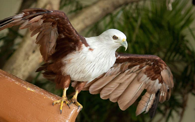Brahminy kite perched with wings spread at Kuala Lumpur Bird Park.