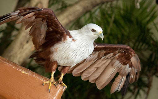 Brahminy kite perched with wings spread at Kuala Lumpur Bird Park.