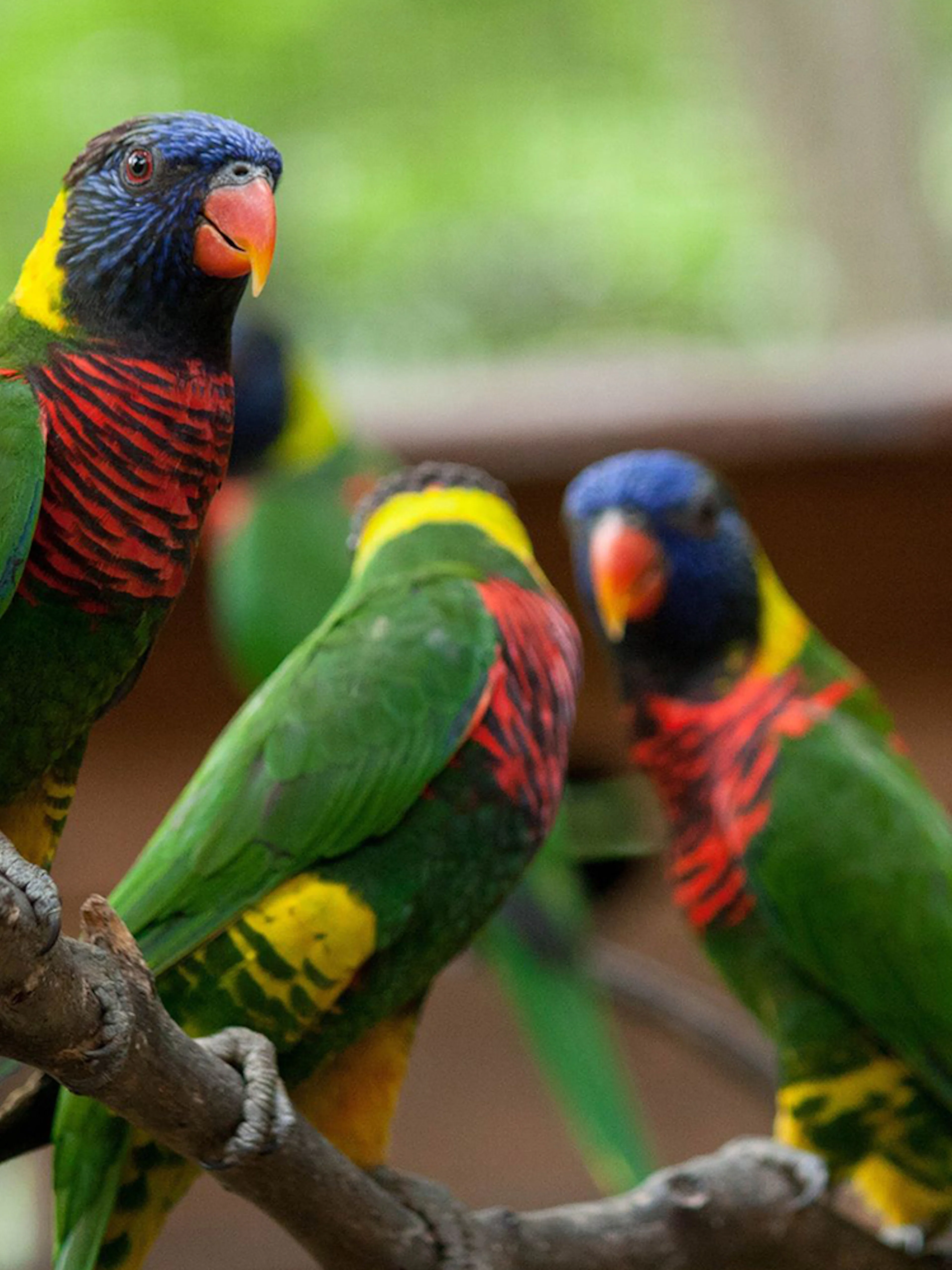 Colorful lorikeets perched on a branch at Kuala Lumpur Bird Park.