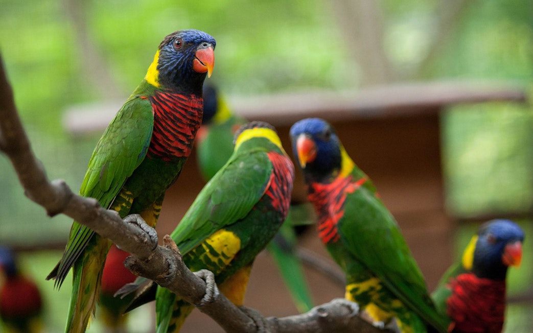 Colorful lorikeets perched on a branch at Kuala Lumpur Bird Park.