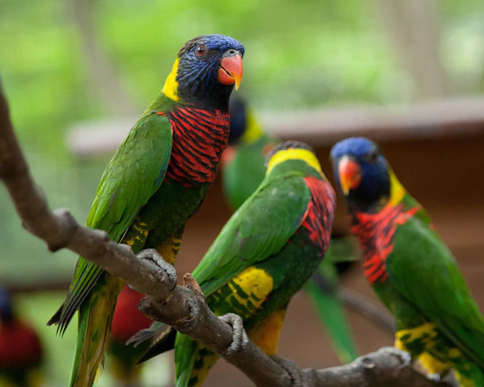 Kuala Lumpur Bird Park Tickets