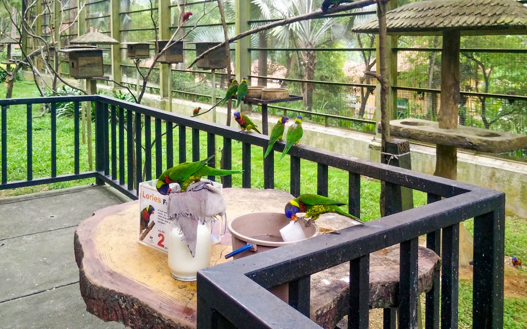 Colorful lorikeets feeding at Kuala Lumpur Bird Park.