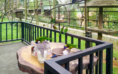 Colorful lorikeets feeding at Kuala Lumpur Bird Park.