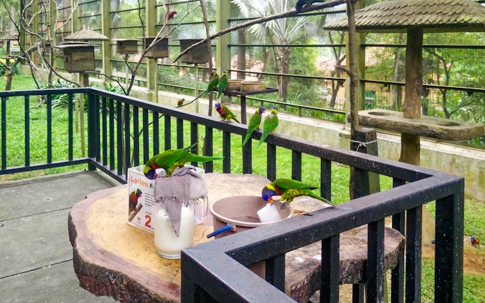 Colorful lorikeets feeding at Kuala Lumpur Bird Park.