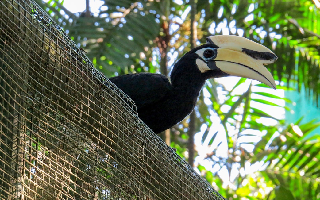 Hornbill perched in enclosure at Kuala Lumpur Bird Park.