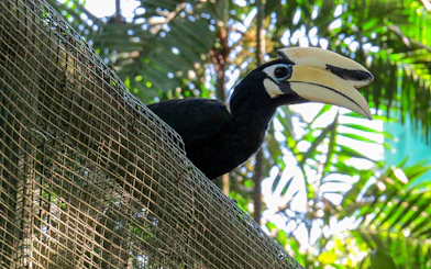 Hornbill perched in enclosure at Kuala Lumpur Bird Park.