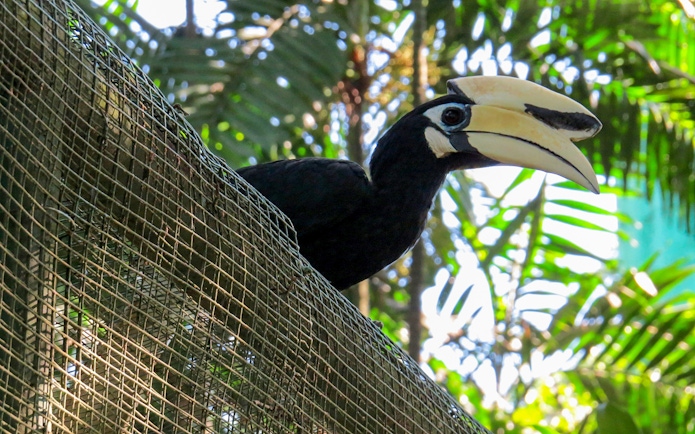 Hornbill perched in enclosure at Kuala Lumpur Bird Park.